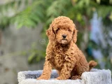 KG GARANTİLİ TOY POODLE YAVRULARI