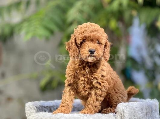 Kg Garanti̇li̇ Toy Poodle Yavrulari