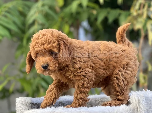Kg Garanti̇li̇ Toy Poodle Yavrulari görsel
