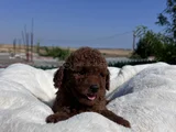Dark Red Brown Kore Bebekler
