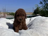 Dark red brown kore bebekler