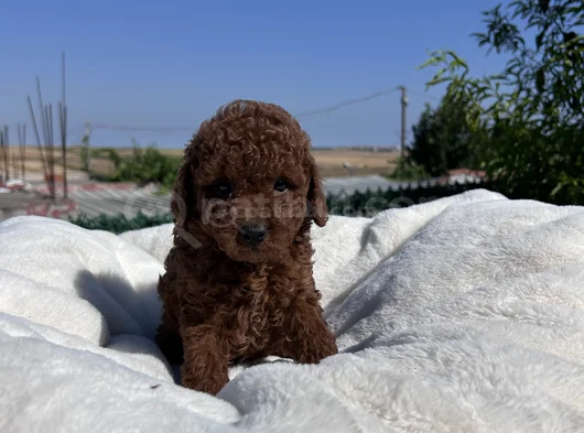 Dark Red Brown Kore Bebekler
