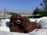 Dark Red Brown Kore Bebekler