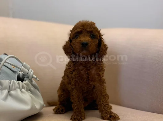 Peluş Gibi Kıvırcık Red Brown Toy Poodle Yavrular görsel