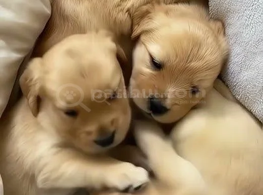 Baby Face Golden Retriever Bebekler görsel