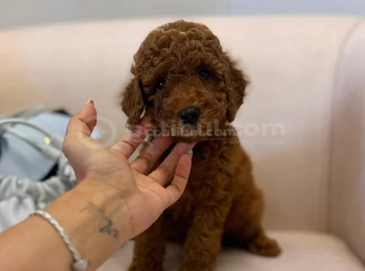 Yumuşacık Kürklü Kızıl Kahve Toy Poodle Yavrular görsel