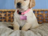 Baby Face Golden Retriever Bebekler