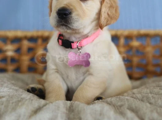 Baby Face Golden Retriever Bebekler görsel
