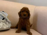 Peluş Gibi Kıvırcık Red Brown Toy Poodle Yavrular