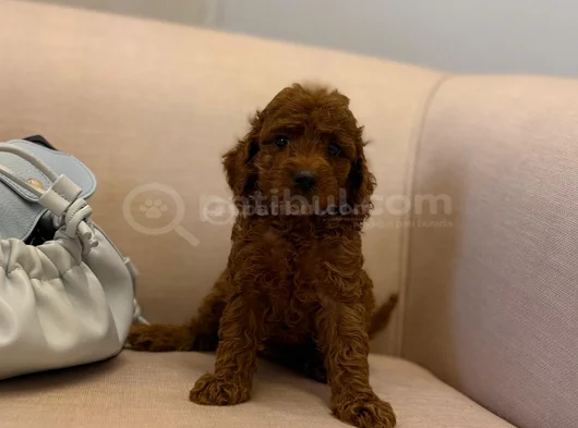 Peluş Gibi Kıvırcık Red Brown Toy Poodle Yavrular