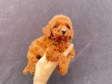 Toy Poodle Yavrularımız