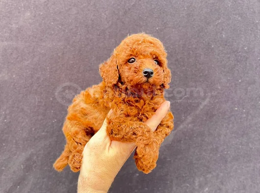 Toy Poodle Yavrularımız görsel
