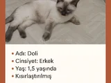 Sıcacık Bir Yuva Arıyor Doliye Ömürlük Aile Gerek