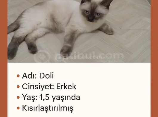 Sıcacık Bir Yuva Arıyor Doliye Ömürlük Aile Gerek görsel