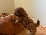 Toy Poodle