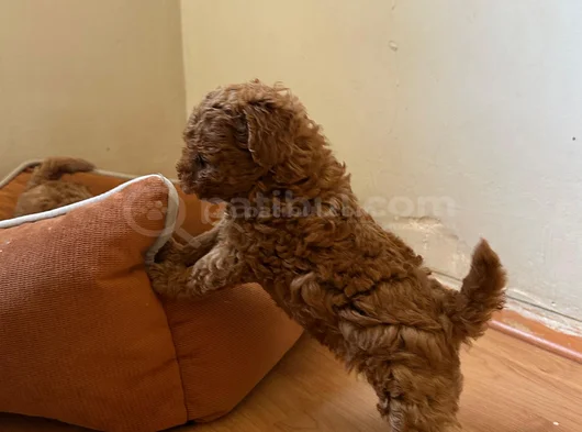 Toy Poodle görsel