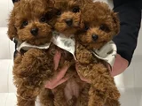DENİZLİNİN EN GÖZDE POODLE BEBEKLERİ