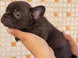 Teslime Hazır French Buldog