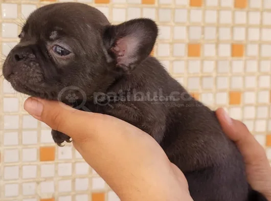 Teslime Hazır French Buldog görsel