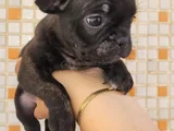 Teslime Hazır French Buldog