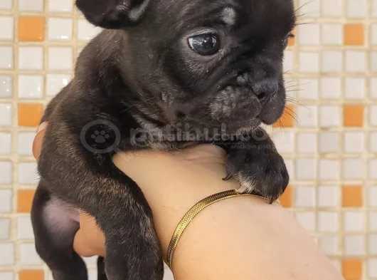Teslime Hazır French Buldog görsel