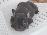 Teslime hazır french buldog