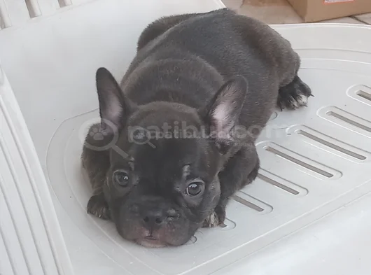 Teslime Hazır French Buldog