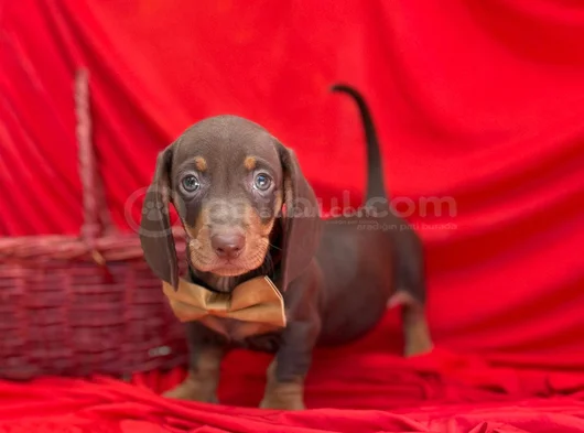 Muhtesem Kalitede Mini Dachshund Sosis Yavrular görsel