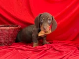 Muhtesem Kalitede Mini Dachshund Sosis Yavrular