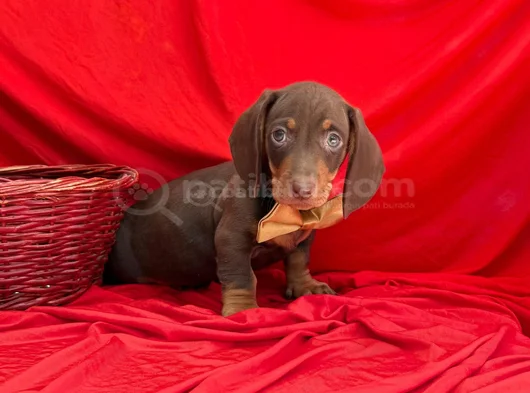 Muhtesem Kalitede Mini Dachshund Sosis Yavrular görsel