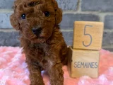 Deni̇zli̇ni̇n En Gözde Poodle Bebekleri̇