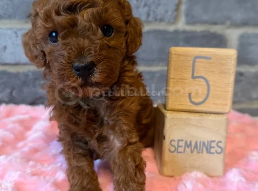 Deni̇zli̇ni̇n En Gözde Poodle Bebekleri̇ görsel