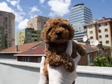 Red Brown Dişi Erkek Mini Boy Poodle Yavrularımız