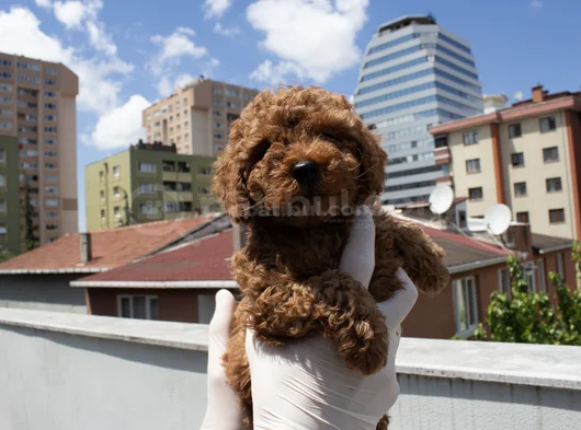 Red Brown Dişi Erkek Mini Boy Poodle Yavrularımız görsel