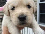 Dişi Erkek Golden Retriever Yavrularımız