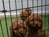 Red Brown Dişi Erkek Mini Boy Poodle Yavrularımız