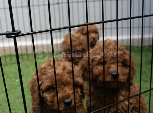 Red Brown Dişi Erkek Mini Boy Poodle Yavrularımız görsel