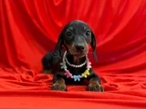 Premium Dachshund Sosis Yavrular