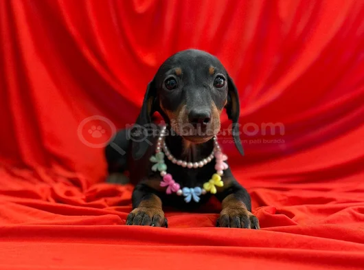 Premium Dachshund Sosis Yavrular görsel