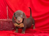 MUHTESEM KALITEDE MINI DACHSHUND SOSIS YAVRULAR
