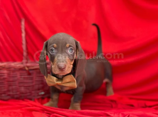 Muhtesem Kalitede Mini Dachshund Sosis Yavrular