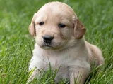 Dişi Erkek Golden Retriever Yavrularımız