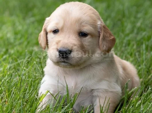Dişi Erkek Golden Retriever Yavrularımız görsel