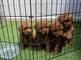 Red Brown Dişi Erkek Mini Boy Poodle Yavrularımız