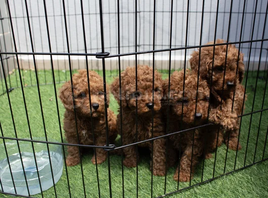 Red Brown Dişi Erkek Mini Boy Poodle Yavrularımız