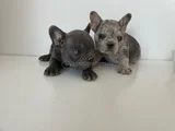 Petmode Köpek Çiftliğinden Blue Ve Merle French Bulldog