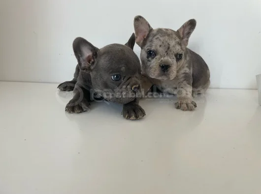 Petmode Köpek Çiftliğinden Blue Ve Merle French Bulldog görsel