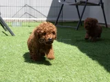 Red Brown Dişi Erkek Mini Boy Poodle Yavrularımız