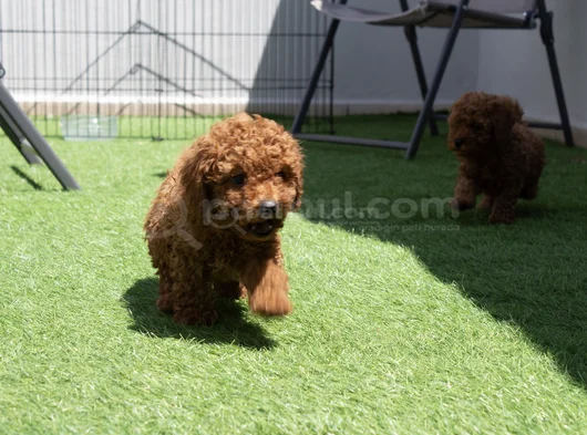 Red Brown Dişi Erkek Mini Boy Poodle Yavrularımız görsel