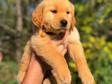 Dişi Erkek Golden Retriever Yavrularımız